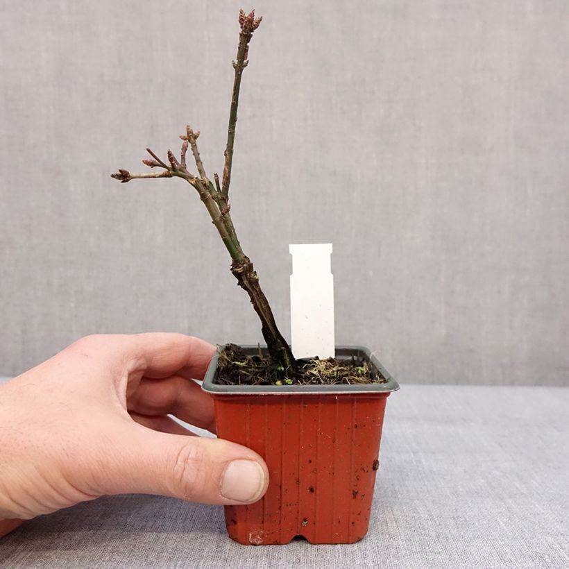 Euonymus alatus - Burning Bush 8/9 cm pot sample as delivered in winter