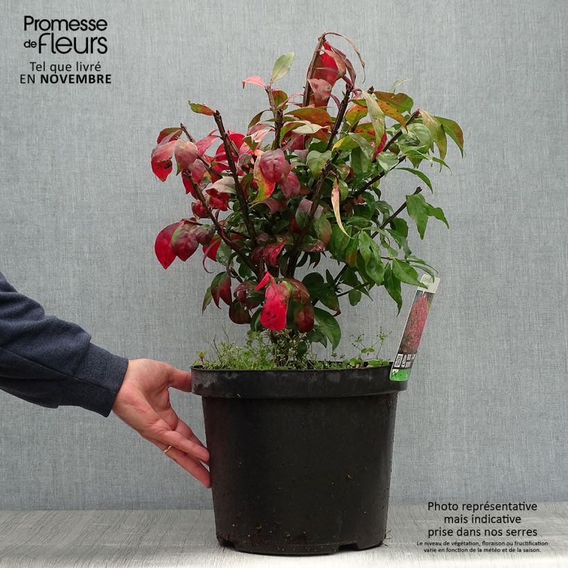 Euonymus alatus - Burning Bush 7.5L/10L pot sample as delivered in autumn