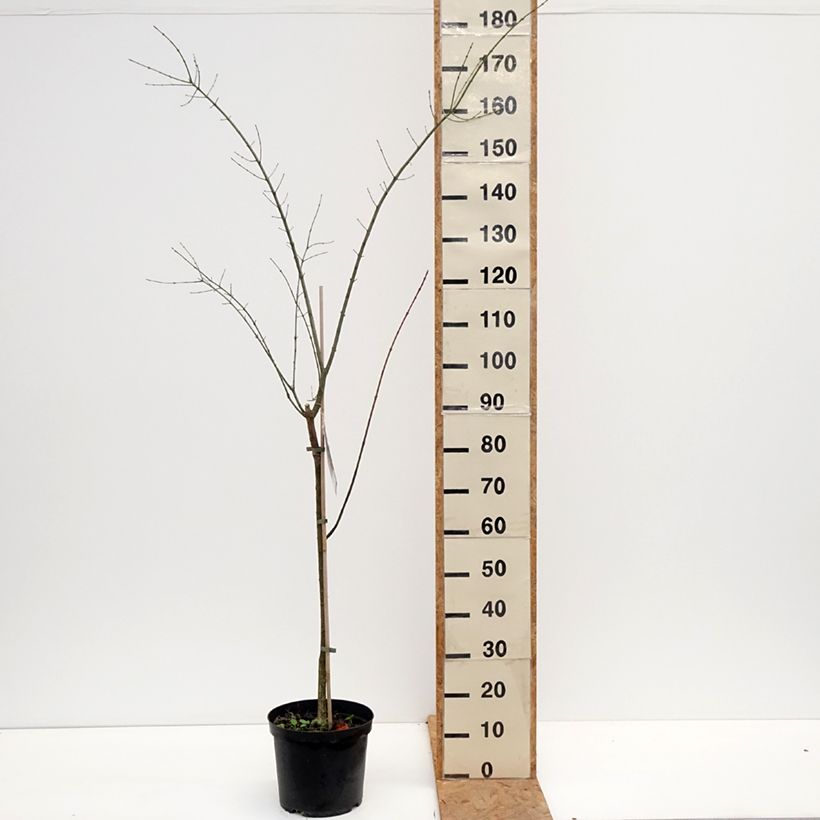 Euonymus europaeus Albus 7.5L/10L pot sample as delivered in autumn