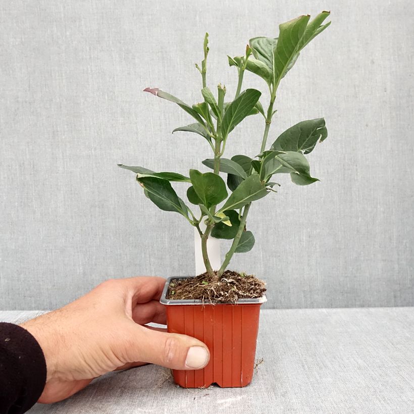 Euonymus europaeus Red Cascade - European Spindle 8/9 cm pot sample as delivered in autumn