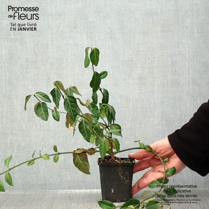 Euonymus fortunei Darts Blanket - Spindle 8/9 cm pot sample as delivered in winter