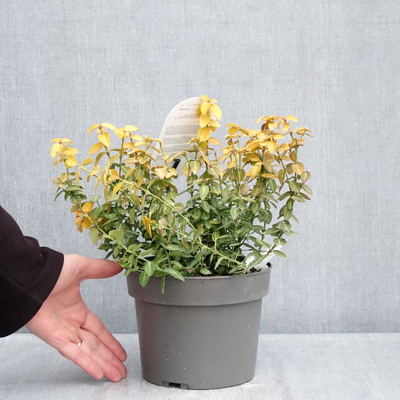Euonymus fortunei Goldy - Spindle 3L/4L pot sample as delivered in winter