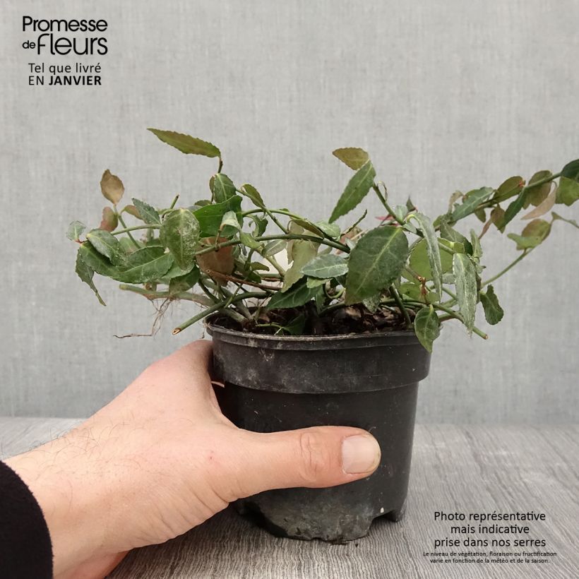 Euonymus fortunei Radicans - Spindle 1L/1.5L pot sample as delivered in winter