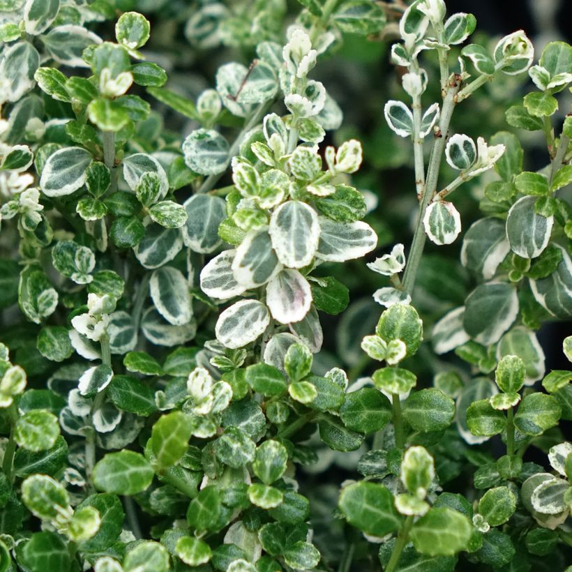 Euonymus fortunei 'Heins Silver' SILVER CARPET - Spindle (Foliage)