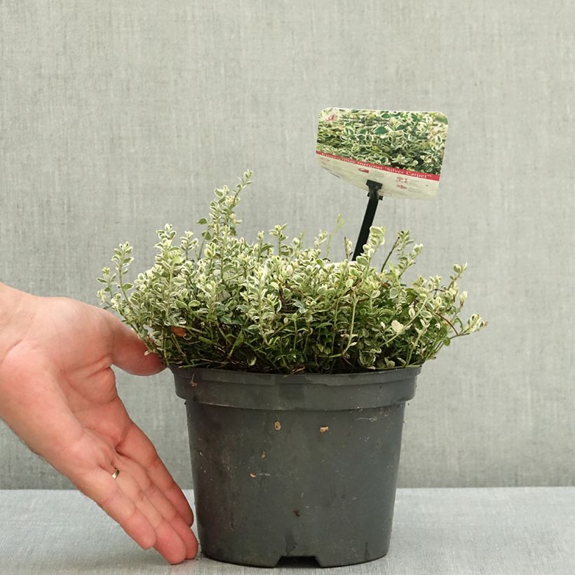 Euonymus fortunei 'Heins Silver' SILVER CARPET - Spindle 2L/3L pot sample as delivered in summer