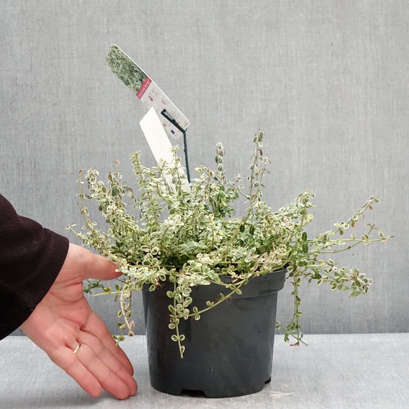 Euonymus fortunei 'Heins Silver' SILVER CARPET - Spindle 2L/3L pot sample as delivered in winter