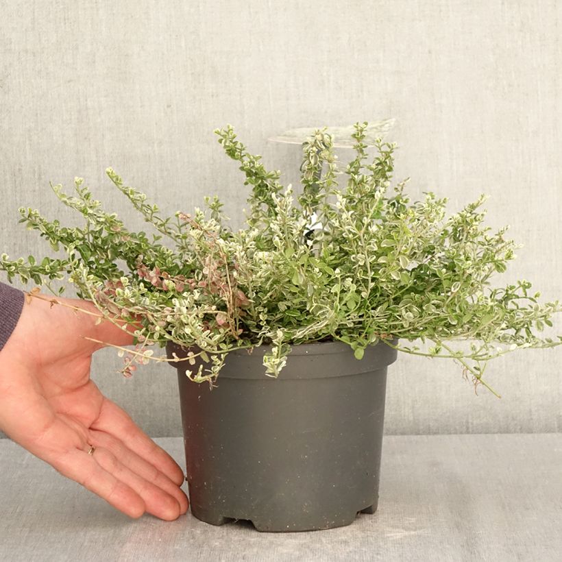 Euonymus fortunei 'Heins Silver' SILVER CARPET - Spindle 2L/3L pot sample as delivered in spring