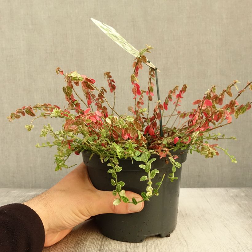 Euonymus fortunei Silverstone - Spindle 2L/3L pot sample as delivered in autumn