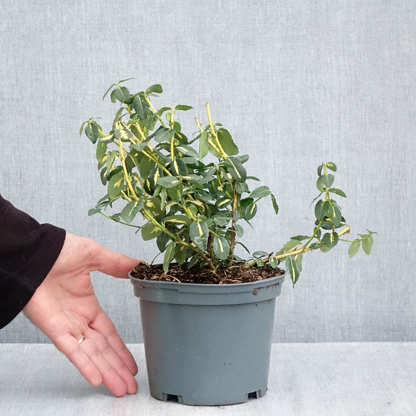 Euonymus fortunei Sunspot - Spindle 2L/3L pot sample as delivered in autumn