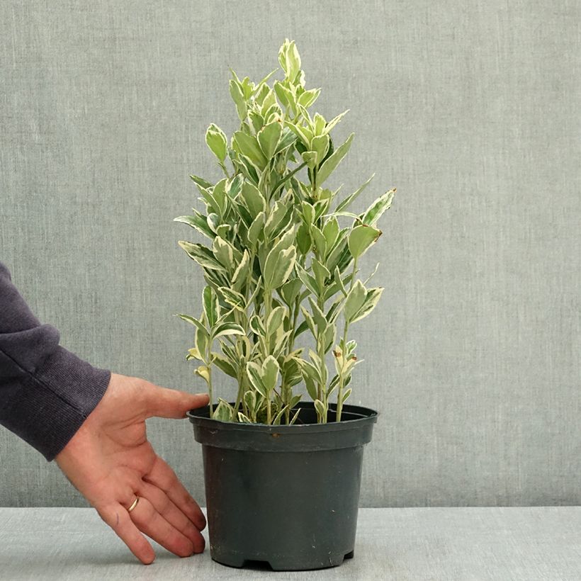 Euonymus japonicus Bravo - Japanese Spindle 2L/3L pot sample as delivered in summer