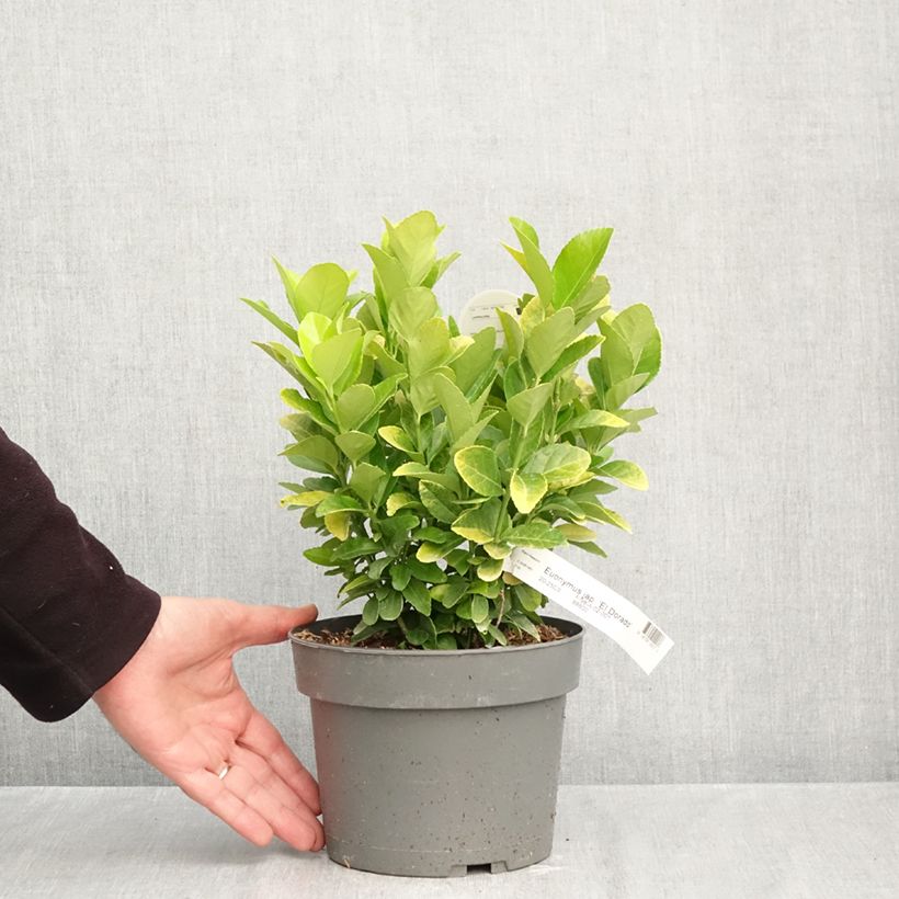 Euonymus japonicus El Dorado 3L/4L pot sample as delivered in autumn