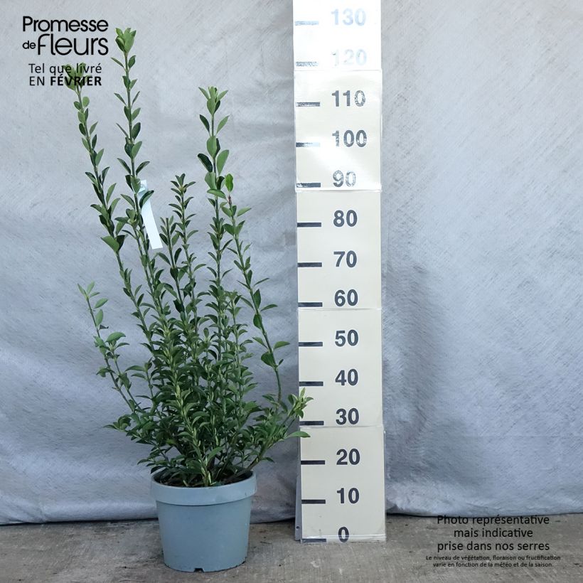 Euonymus japonicus - Japanese Spindle 7.5L/10L pot sample as delivered in winter