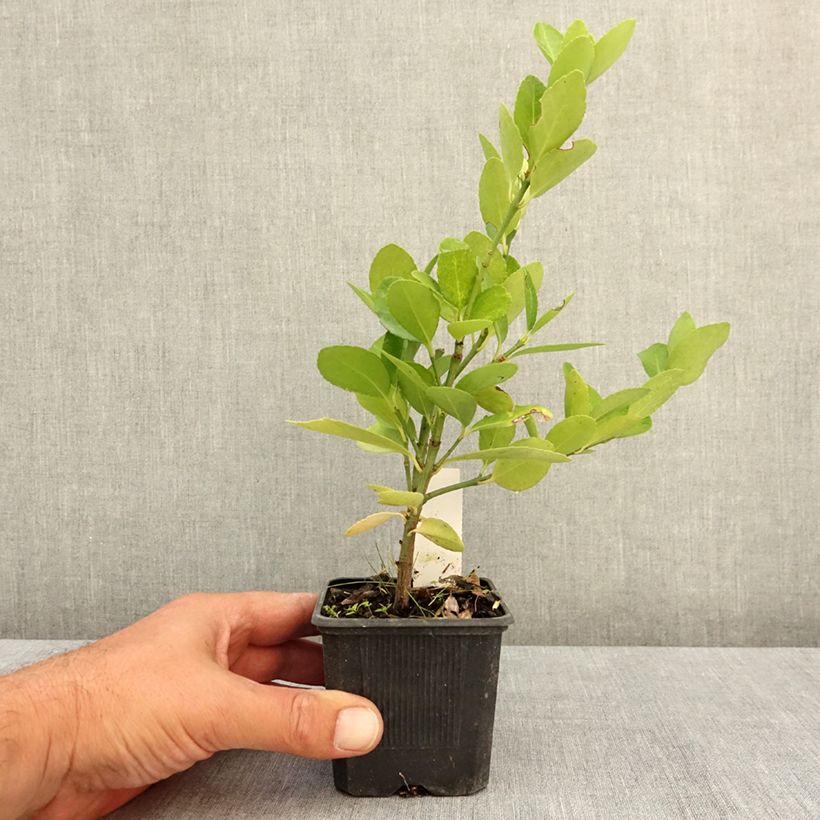 Euonymus japonicus - Japanese Spindle 8/9 cm pot sample as delivered in summer