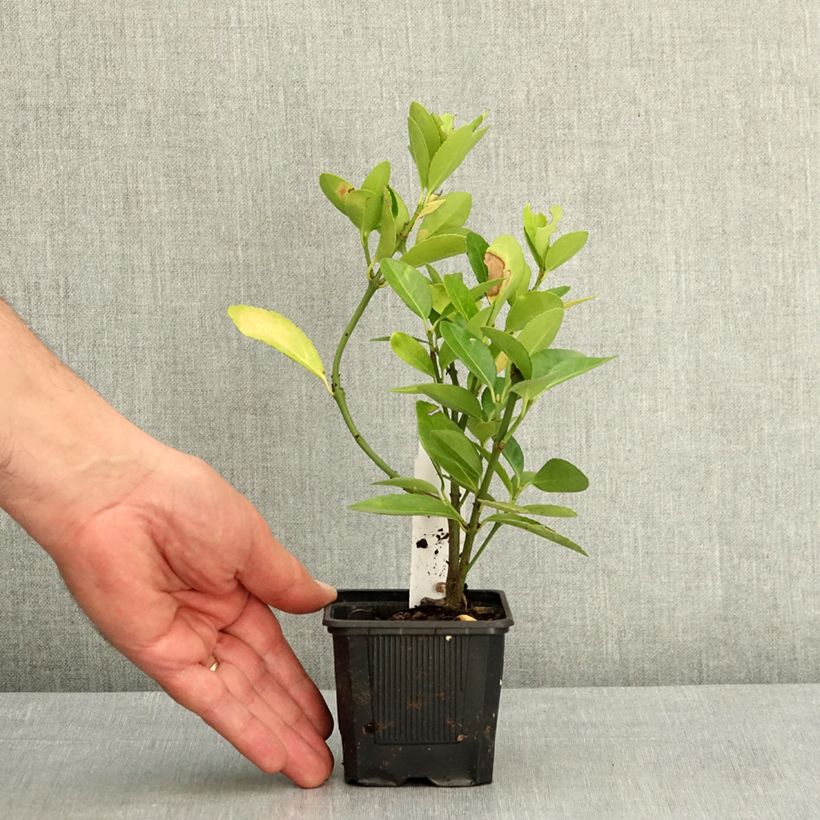Euonymus japonicus - Japanese Spindle 8/9 cm pot sample as delivered in spring