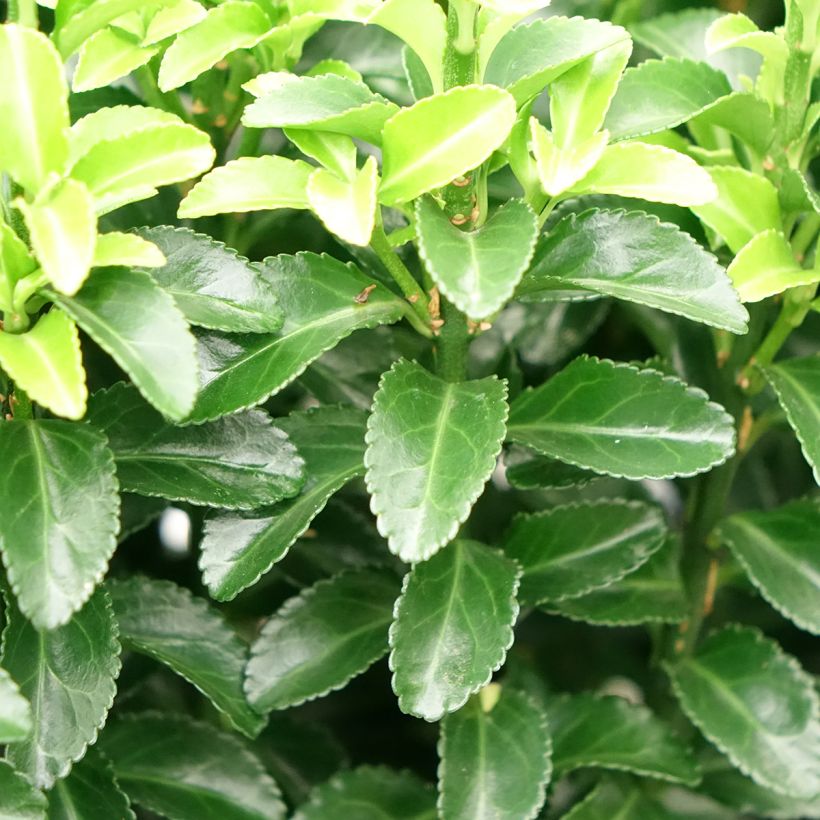 Euonymus japonicus Green Rocket - Japanese Spindle (Foliage)
