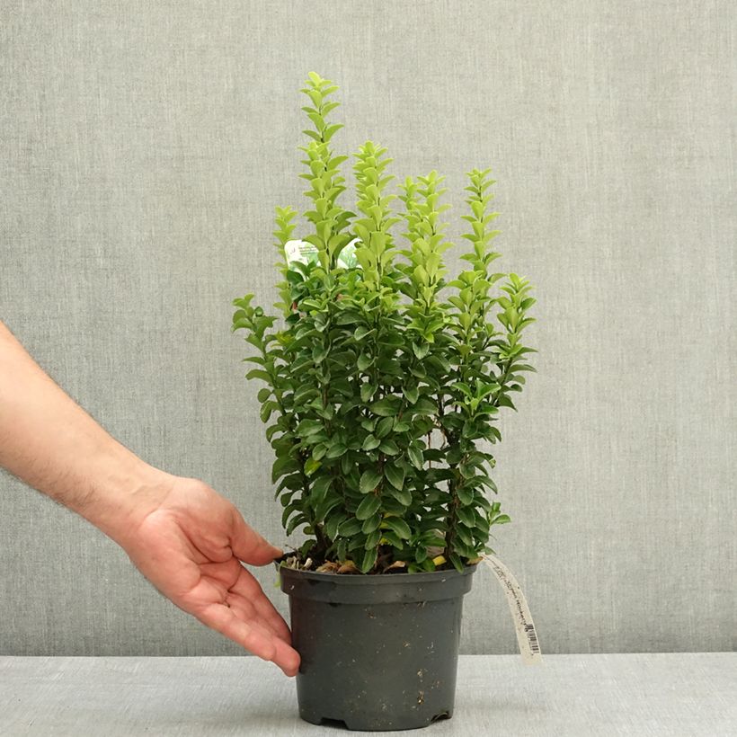 Euonymus japonicus Green Rocket - Japanese Spindle 2L/3L pot sample as delivered in spring