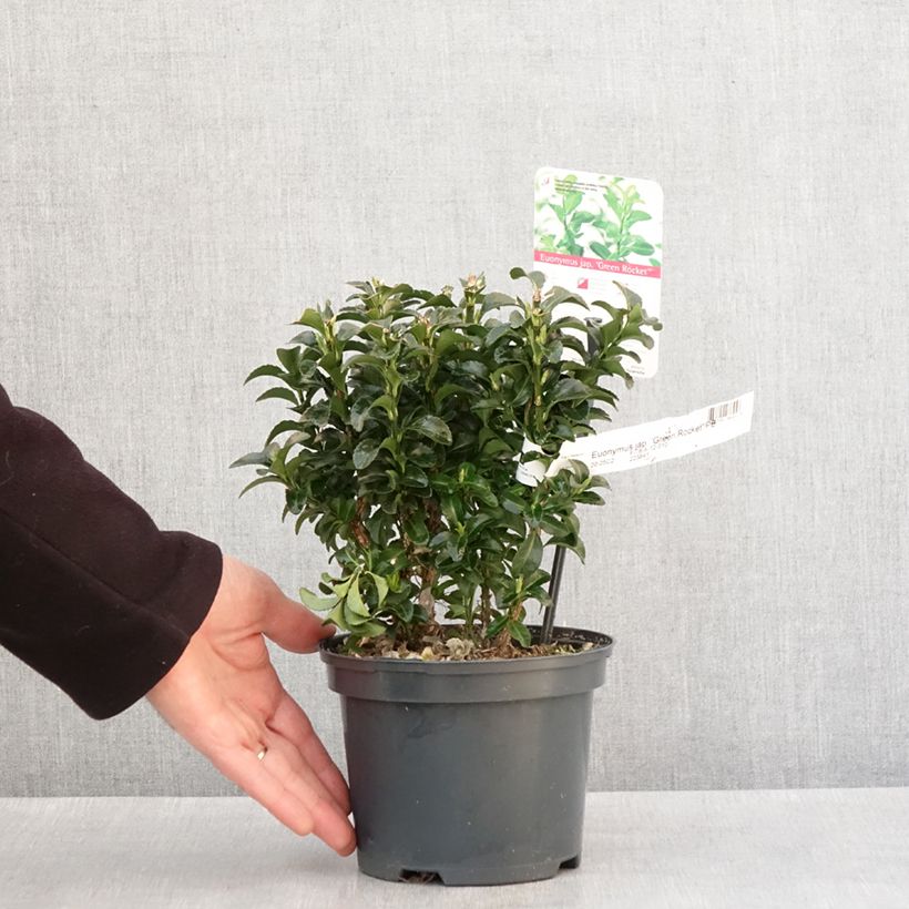 Euonymus japonicus Green Rocket - Japanese Spindle 2L/3L pot sample as delivered in winter