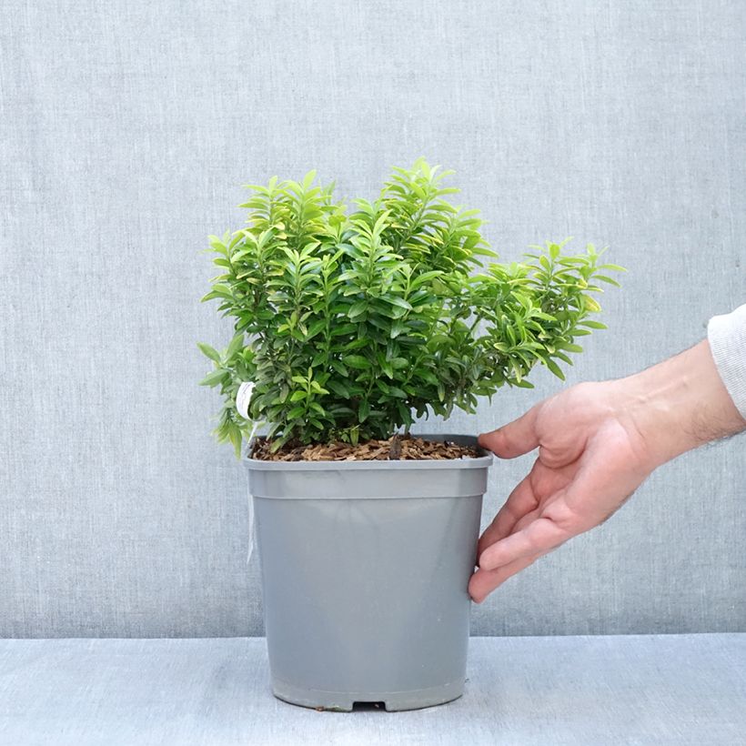 Euonymus japonicus Happiness - Japanese Spindle 4L/5L pot sample as delivered in autumn