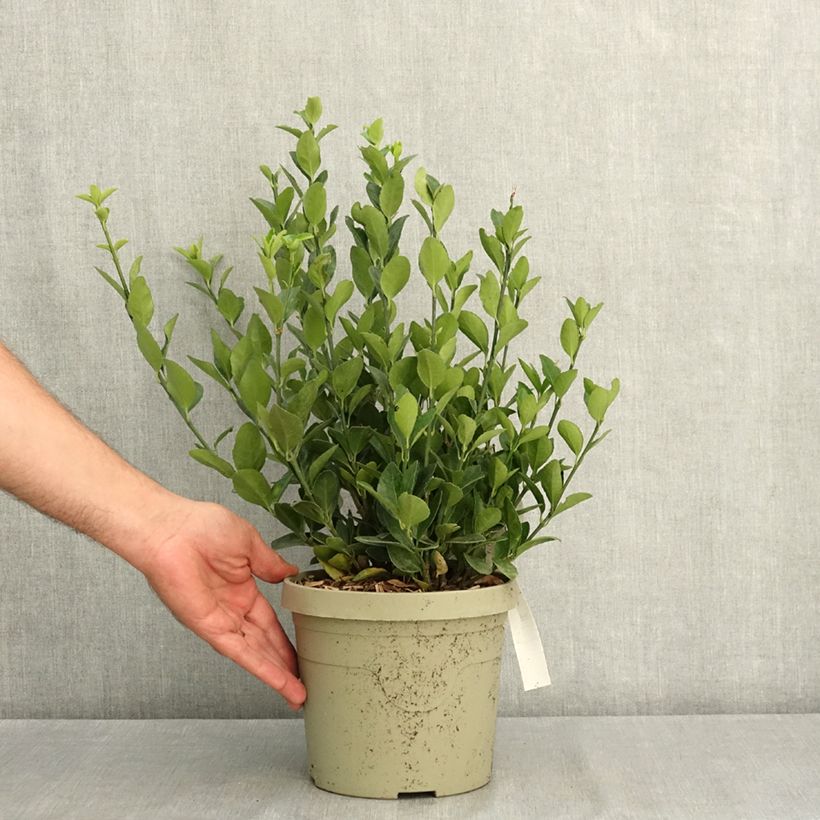 Euonymus japonicus Himalaya® - Japanese spindle 3L/4L pot sample as delivered in summer