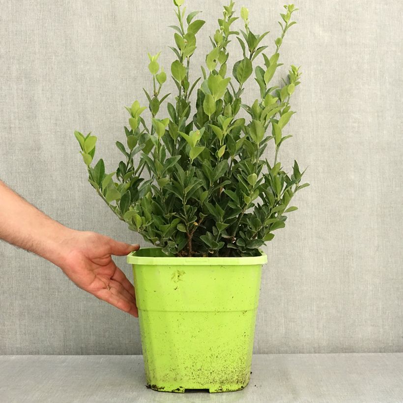 Euonymus japonicus Himalaya® - Japanese spindle 7.5L/10L pot sample as delivered in summer
