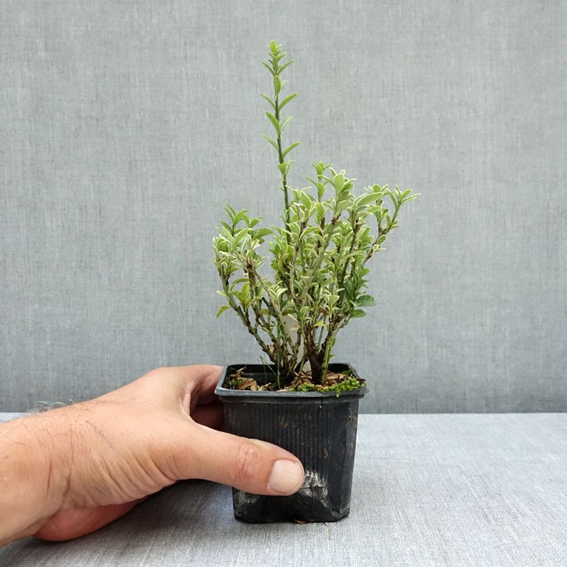 Euonymus japonicus Microphyllus Albovariegatus - Japanese Spindle 8/9 cm pot sample as delivered in summer