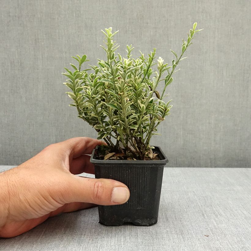 Euonymus japonicus Microphyllus Albovariegatus - Japanese Spindle 8/9 cm pot sample as delivered in spring