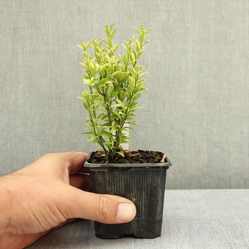 Euonymus japonicus Microphyllus Aureovariegatus - Japanese Spindle 8/9 cm pot sample as delivered in summer
