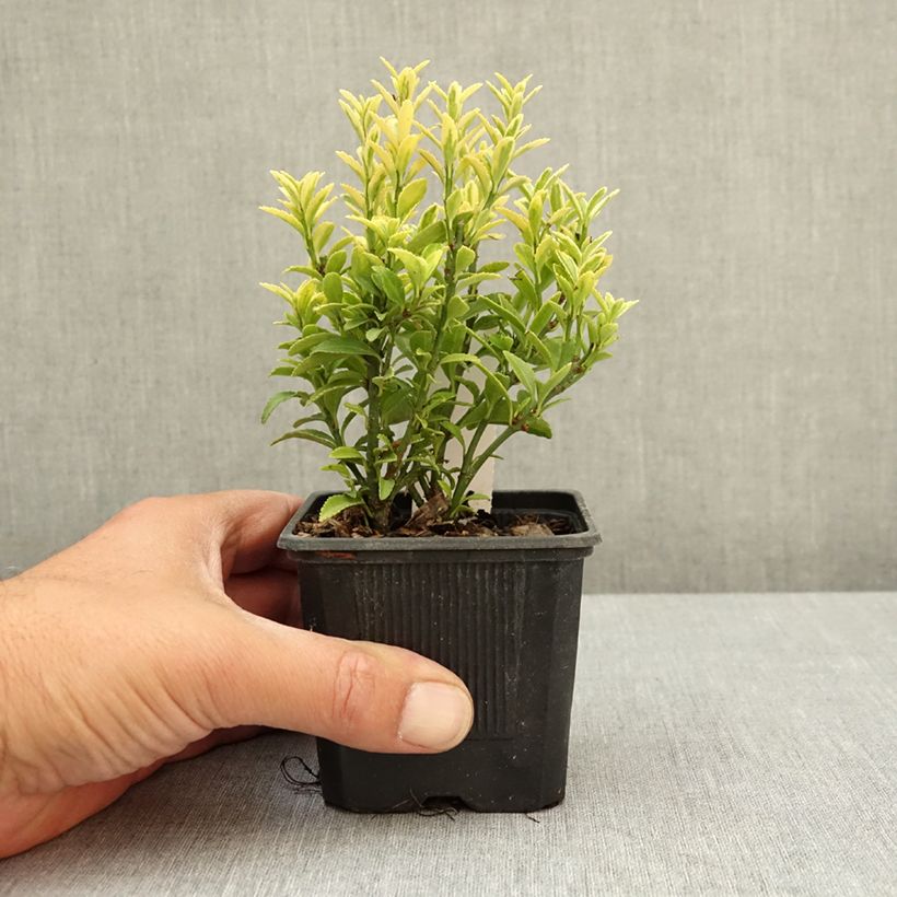Euonymus japonicus Microphyllus Aureovariegatus - Japanese Spindle 8/9 cm pot sample as delivered in spring