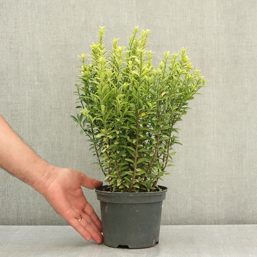 Euonymus japonicus Microphyllus Aureovariegatus - Japanese Spindle 2L/3L pot sample as delivered in summer