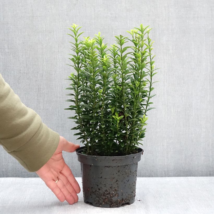 Euonymus japonicus Microphyllus Aureovariegatus - Japanese Spindle 2L/3L pot sample as delivered in winter