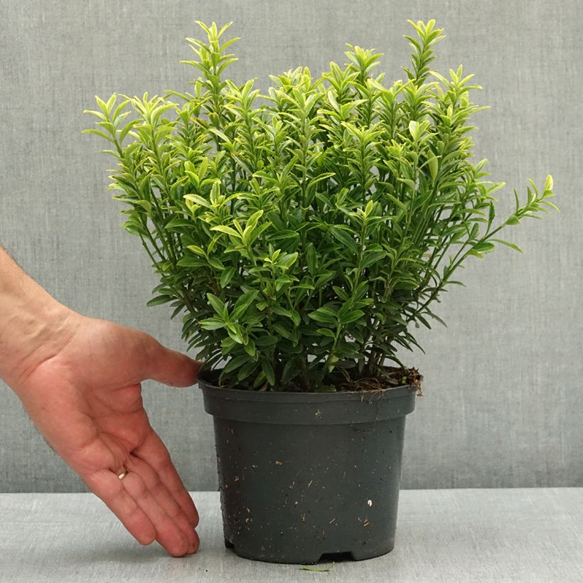 Euonymus japonicus Microphyllus Aureovariegatus - Japanese Spindle 2L/3L pot sample as delivered in spring