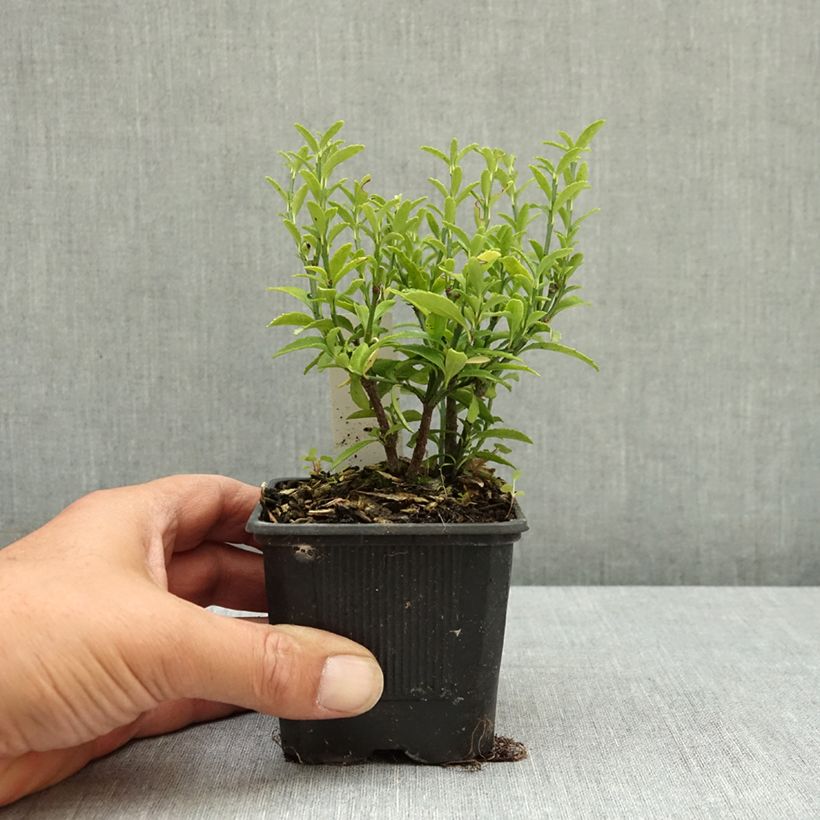 Euonymus japonicus Microphyllus  - Fusain du Japon Godet de 8/9 cm sample as delivered in summer