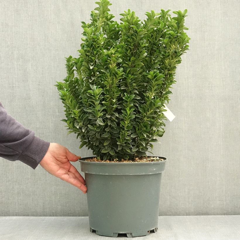 Euonymus japonicus Paloma Blanca - Japanese Spindle 7.5L/10L pot sample as delivered in summer