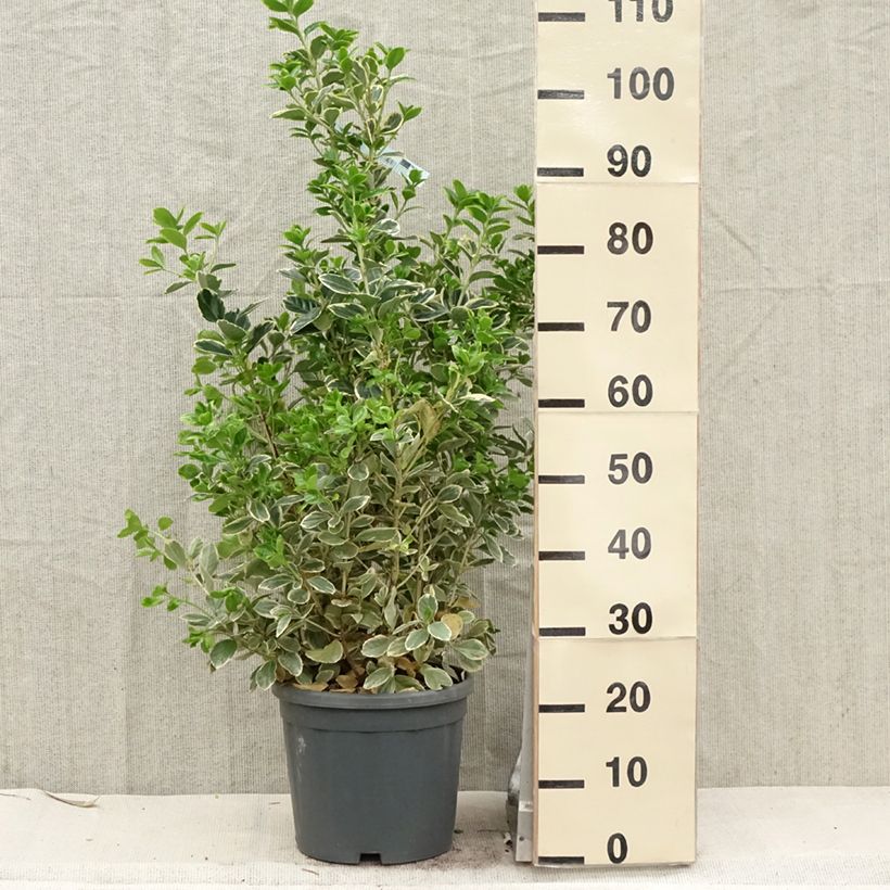 Euonymus japonicus Président Gauthier - Japanese Spindle 7.5L/10L pot sample as delivered in spring