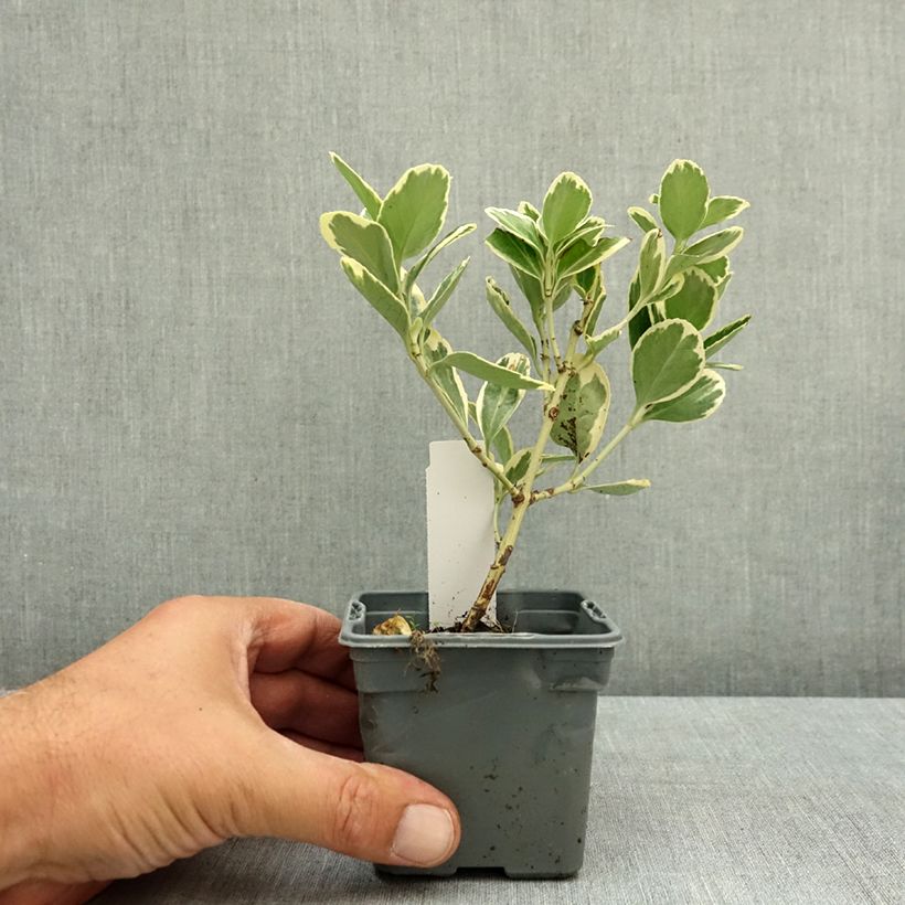 Euonymus japonicus Président Gauthier - Fusain du Japon Godet de 8/9 cm sample as delivered in summer