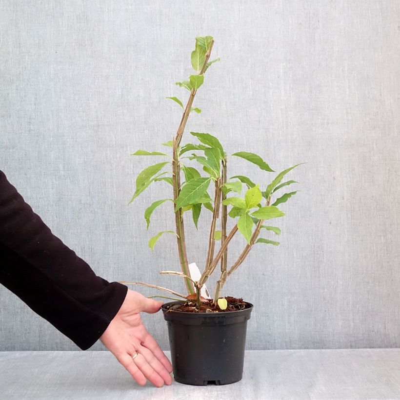 Euonymus phellomanus - Corky Spindle 2L/3L pot sample as delivered in autumn
