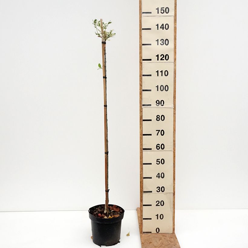 Euonymus phellomanus Silver Surprise 4L/5L pot sample as delivered in autumn