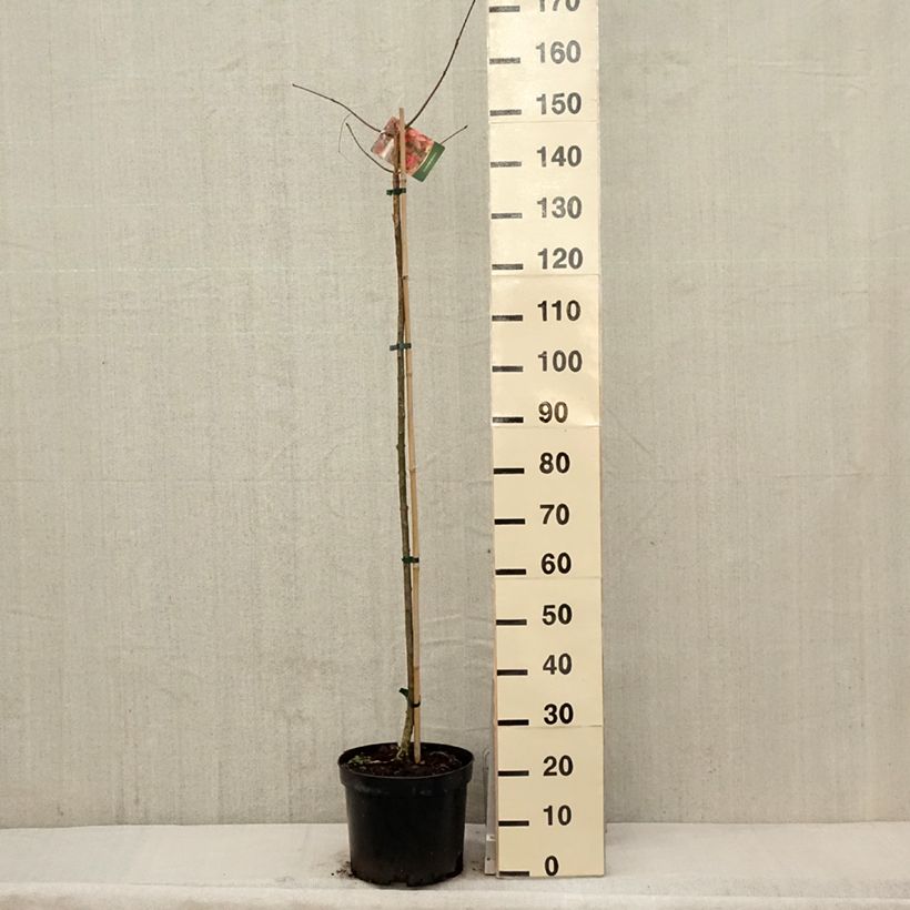 Euonymus planipes - Euonymus 7.5L/10L pot sample as delivered in spring