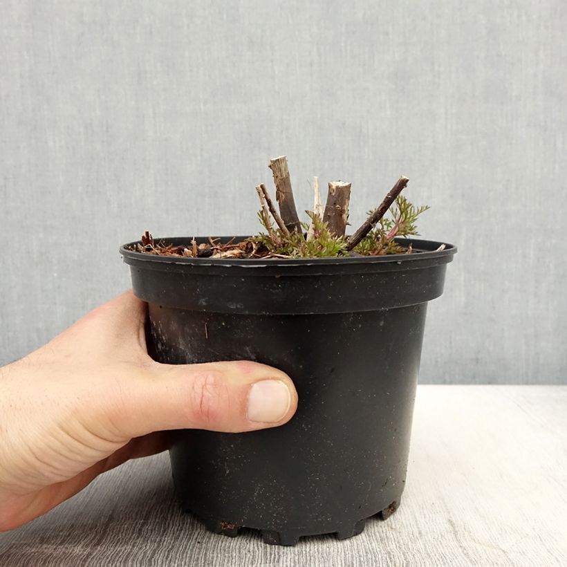 Eupatorium capillifolium Elegant Plume 2L/3L pot sample as delivered in spring