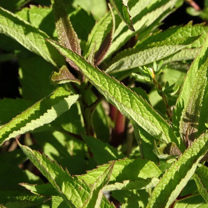 Eupatorium dubium Baby Joe (Foliage)
