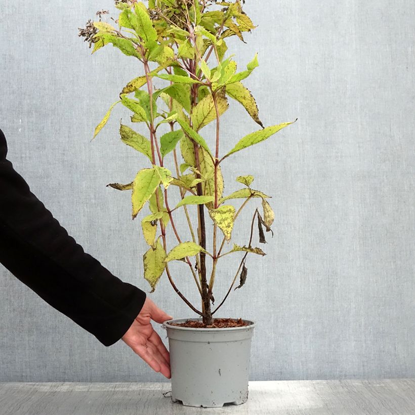 Eupatorium dubium Baby Joe 2L/3L pot sample as delivered in autumn