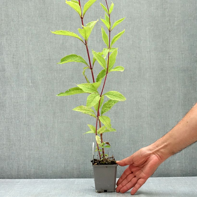Eupatorium maculatum Phantom 8/9 cm pot sample as delivered in summer