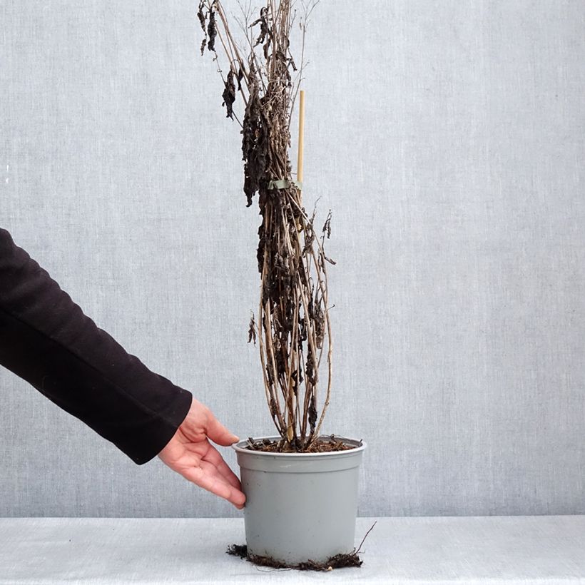 Eupatorium maculatum Phantom 2L/3L pot sample as delivered in spring