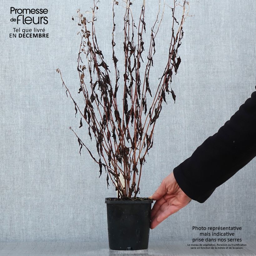 Eupatorium rugosum Chocolate 1.5L/2L pot sample as delivered in winter