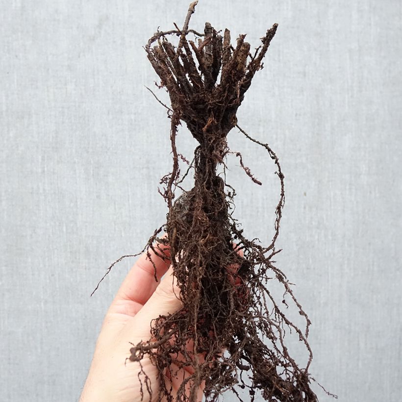 Euphorbia martinii Ascot Rainbow - Spurge Bare root sample as delivered in winter