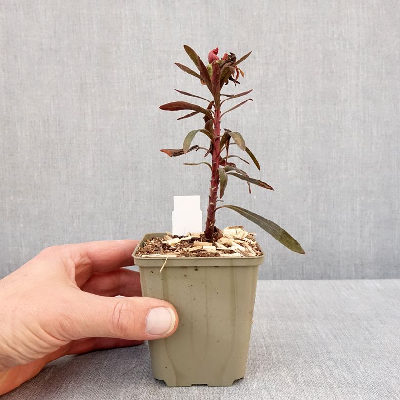 Euphorbia characias Black Bird - Spurge 8/9 cm pot sample as delivered in winter