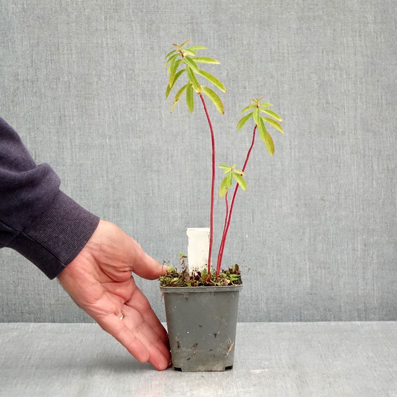 Euphorbia cornigera - Spurge 8/9 cm pot sample as delivered in autumn