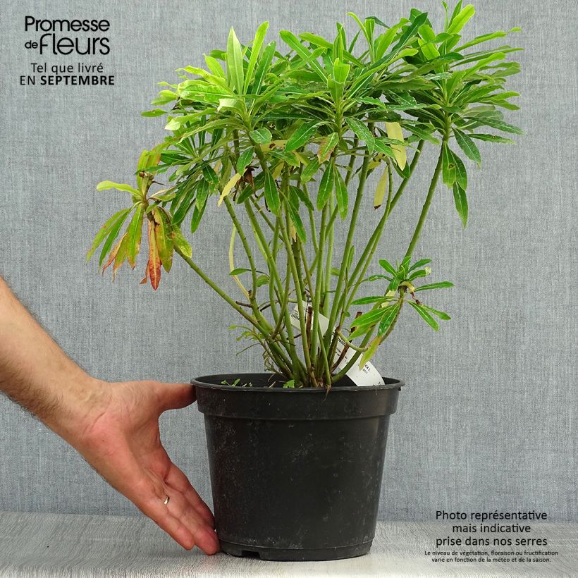 Euphorbia mellifera - Spurge 2L/3L pot sample as delivered in autumn