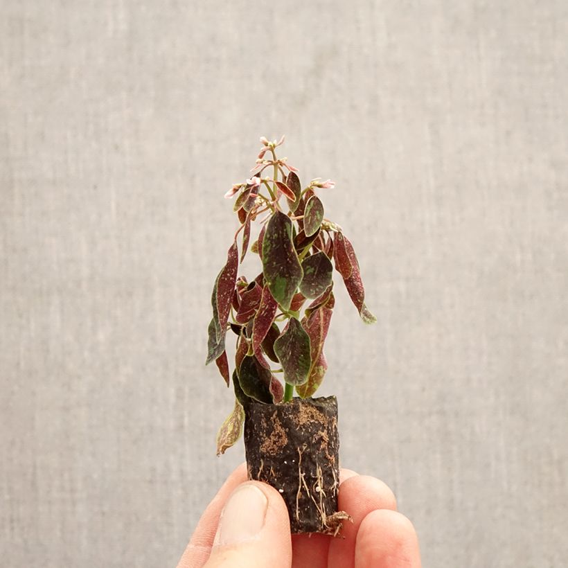 Euphorbia hypericifolia Shades in Pink® Plug plant 3/4cm sample as delivered in spring