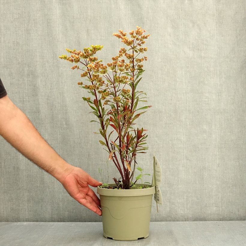 Euphorbia characias Miners Merlot - Spurge 3L/4L pot sample as delivered in summer